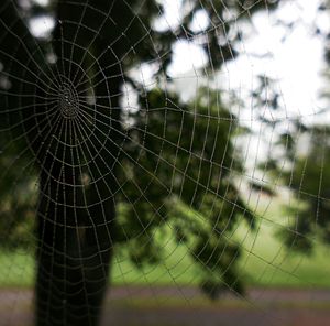 spider web