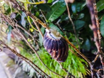 Close-up of snail on tree