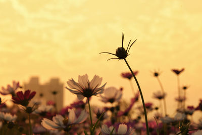 Close-up of yellow flowering plant against sky during sunset