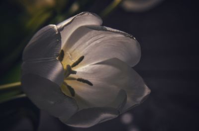 Close-up of white rose flower