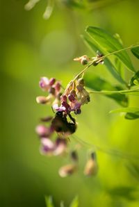 Close-up of insect on flower