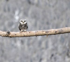 Portrait of owl perching on branch