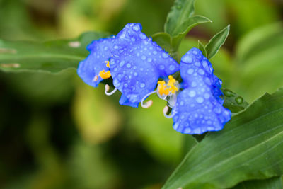 Close-up of wet blue flower blooming outdoors