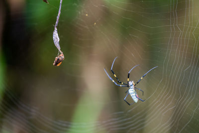 Close-up of spider on web