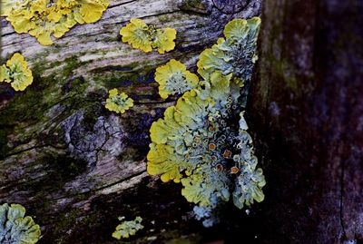 Close-up of lichen on tree trunk