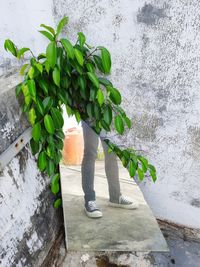 Low section of person standing by plants against wall