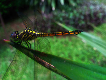 Close-up of dragonfly on leaf