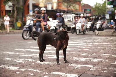 Dog looking away on road against people riding scooters