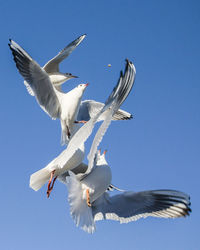 Low angle view of seagulls flying