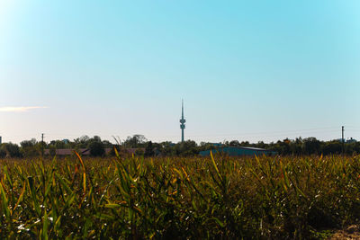 Plants growing on field against clear sky