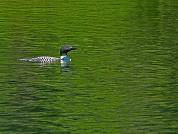 Common loon swimming on lake