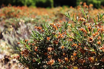 Close-up of plant growing outdoors