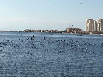 Birds on beach against clear sky