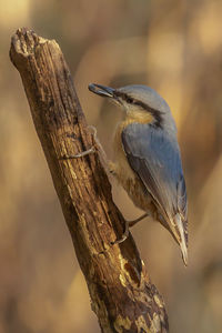 Close-up of bird perching on tree trunk