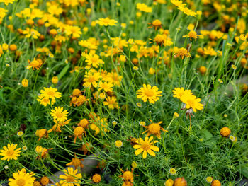 Close-up of yellow flowering plants on field