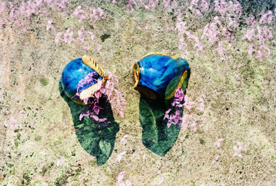 Close up of blue flower