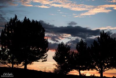 Silhouette trees against sky during sunset