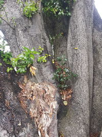 Close-up of ivy growing on tree trunk