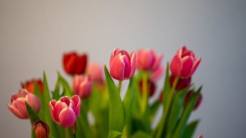 Close-up of pink tulips against white background