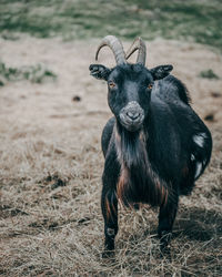 Portrait of horse on field