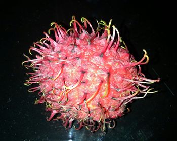 Close-up of red flower over black background