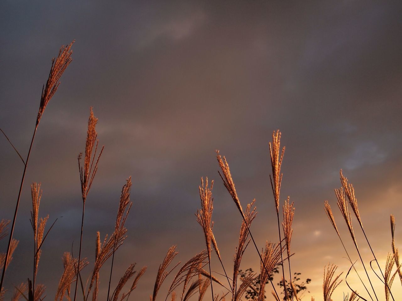 sky, growth, nature, sunset, plant, low angle view, tranquility, beauty in nature, cloud - sky, tranquil scene, scenics, dusk, outdoors, silhouette, cloud, no people, cloudy, field, idyllic, grass