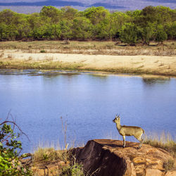 Side view of horse on lake against trees