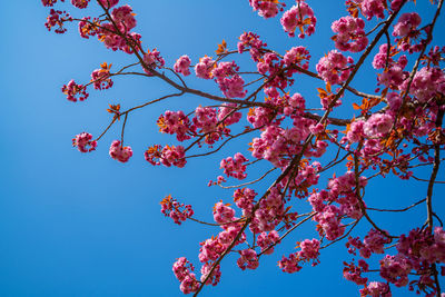 Low angle view of cherry blossom against blue sky