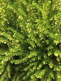 Close-up of pine tree