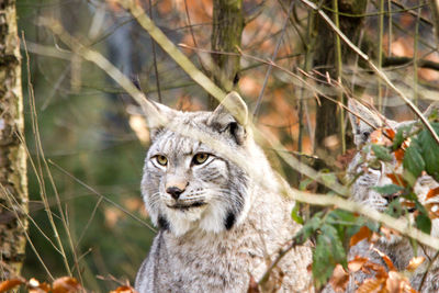 Portrait of cat on tree