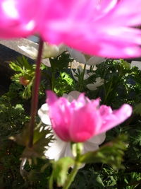 Close-up of pink flowering plant