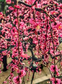 Close-up of pink flowers on branch