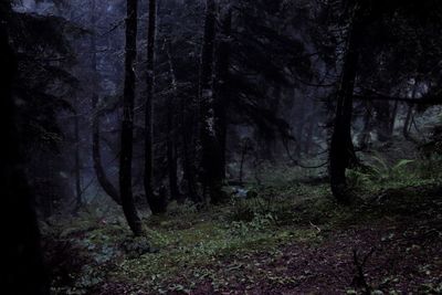 Trees in forest