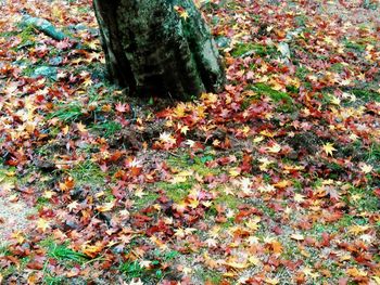 Autumn leaves on tree trunk
