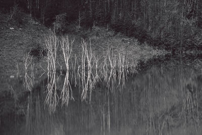 Scenic view of lake in forest