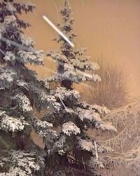 Close-up of tree on field against sky