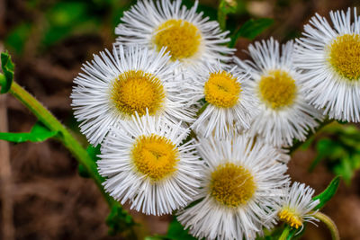 Close-up of white flowering plants