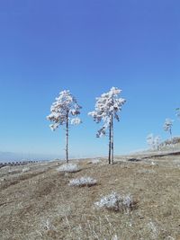 Trees on field against clear blue sky