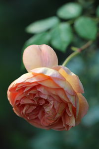 Close-up of red rose flower buds