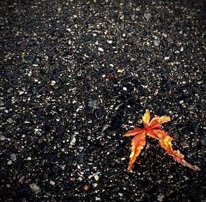 Close-up of leaves on ground