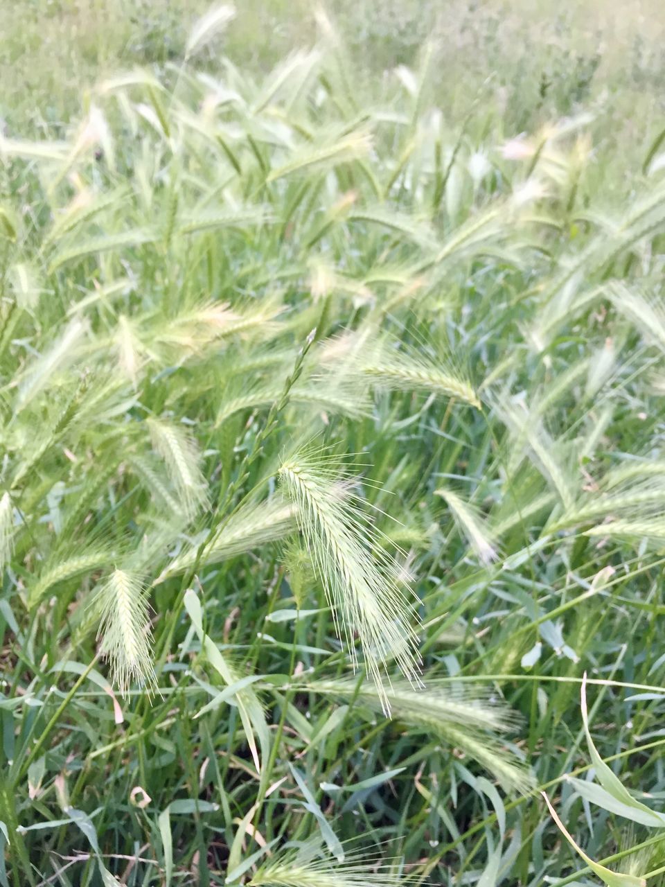 growth, field, nature, plant, agriculture, green color, ear of wheat, crop, grass, day, no people, cereal plant, beauty in nature, close-up, outdoors, backgrounds, wheat, freshness