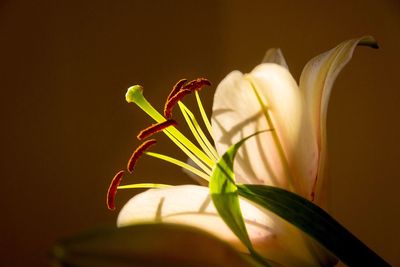 Close-up of green flower