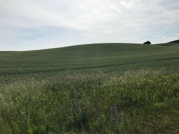 Scenic view of field against sky