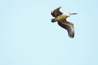 Low angle view of bird flying