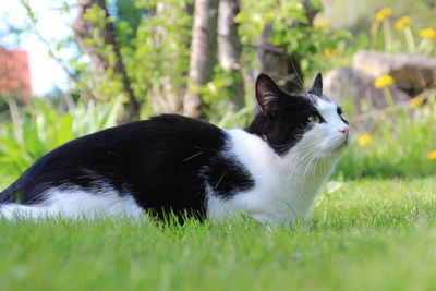Black cat in a field