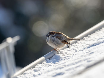 Close-up of bird perching on railing