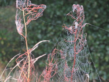 Close-up of spider web on plant