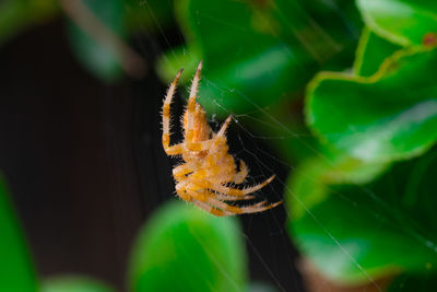 Close-up of spider on web