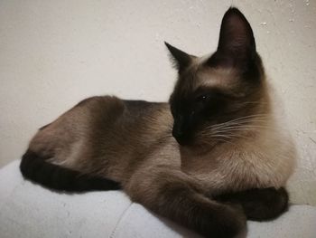 Close-up of a cat looking away