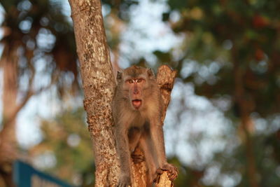 Low angle view of monkey on tree